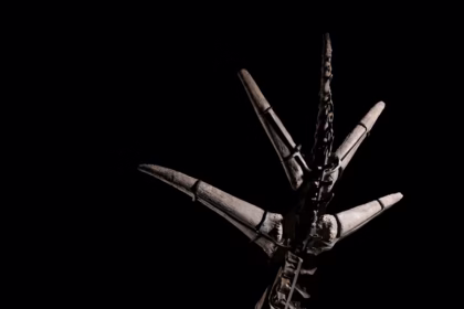 Търг на скелет на стегозавър