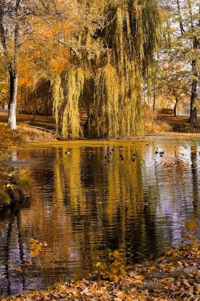Птици в парка Manor House Spa