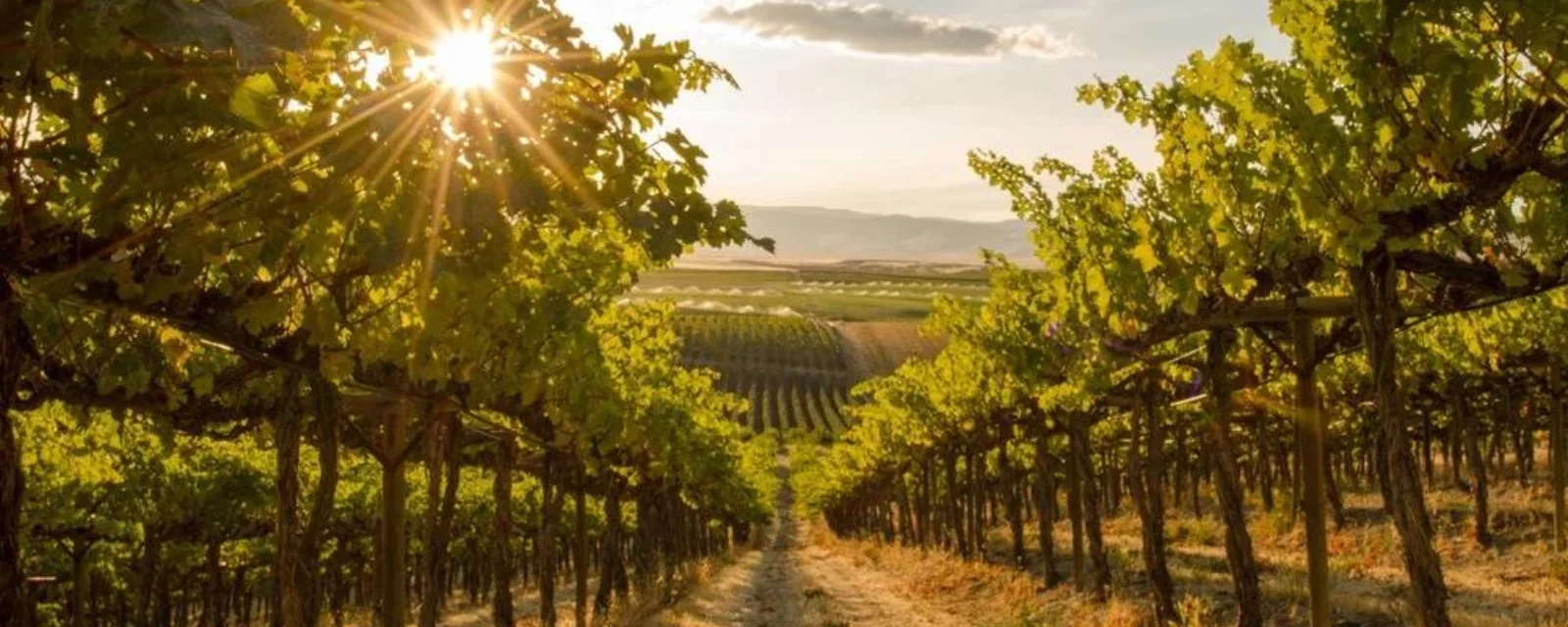 Винарна в Полша